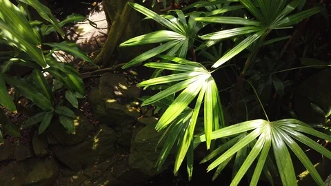 Tropical plants in a conservatory Stock Footage 109217464