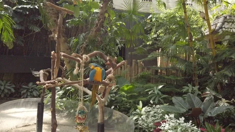 Tropical plants in a conservatory Stock Footage 109217496