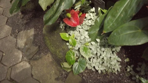 Tropical plants in a conservatory Stock Footage 109217506