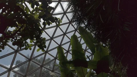 Tropical plants in a conservatory Stock Footage 109217531