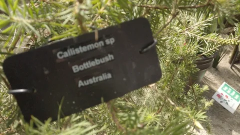 Tropical plants in a conservatory Stock Footage 109217543