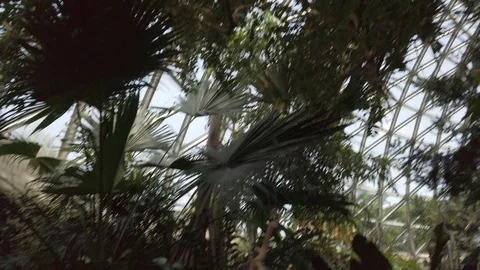 Tropical plants in a conservatory Stock Footage 109217553