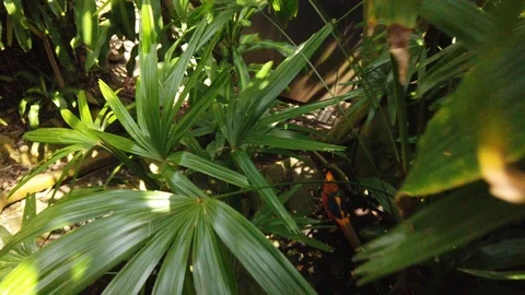 Tropical plants in a conservatory Stock Footage 109217559