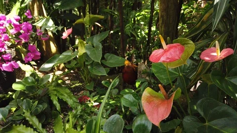 Tropical plants in a conservatory Stock Footage 109217563