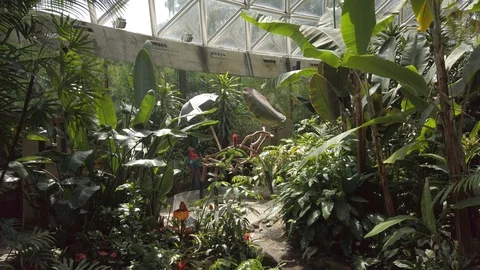 Tropical plants in a conservatory Stock Footage 109217592