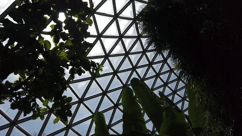 Tropical plants in a conservatory Stock Footage 109217607