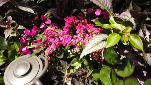 Tropical plants in a conservatory Stock Footage 109217648
