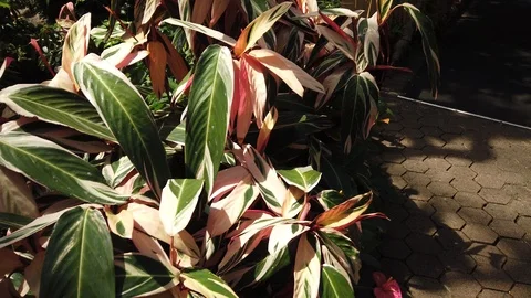 Tropical plants in a conservatory Stock Footage 109217706