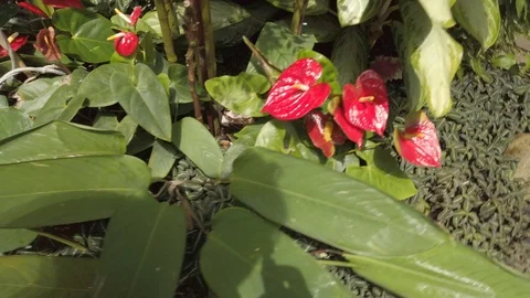 Tropical plants in a conservatory Stock Footage 109217733
