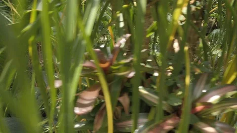 Tropical plants in a conservatory Stock Footage 109217790