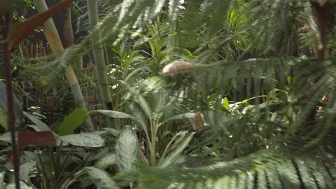 Tropical plants in a conservatory Stock Footage 109217794