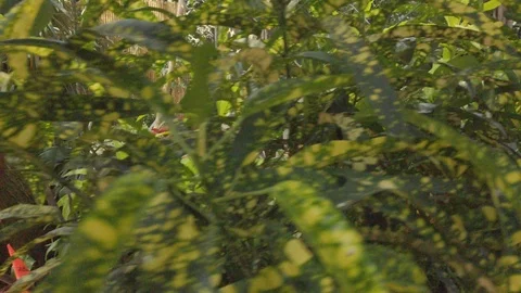 Tropical plants in a conservatory Video stock 109217822