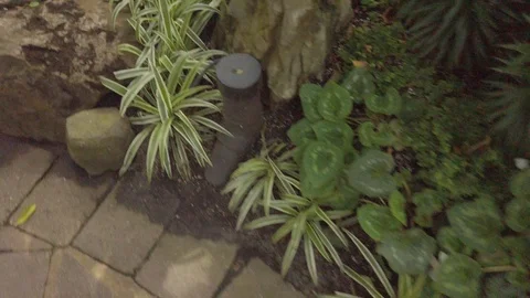 Tropical plants in a conservatory Stock Footage 109217848