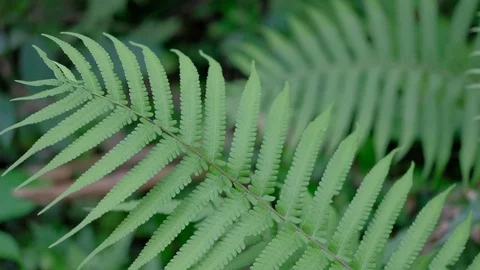 Tropical plants Cyclosorus interruptus 스톡 동영상 108698860