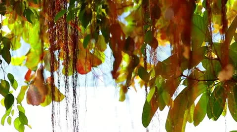 Tropical plants Stock Footage 12449964