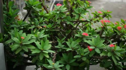 Tropical plants Stock Footage 22141814