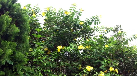 Tropical plants Video stock 66721408