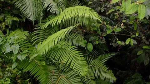 Tropical plants Stock Footage 95931015
