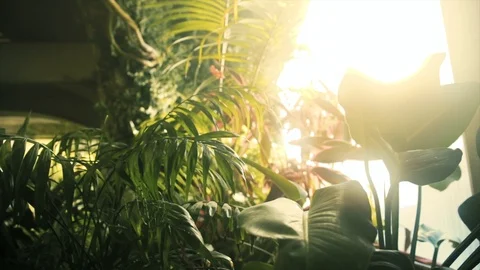 Tropical Plants Stock Footage 107575842