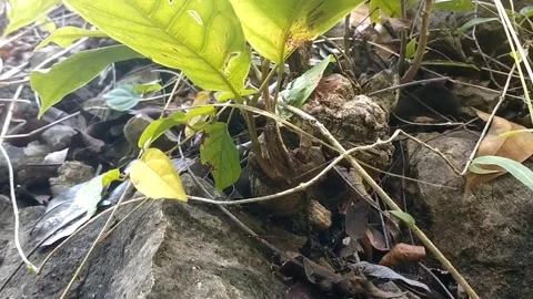 Tropical plants in the forest Stock Footage 331206825