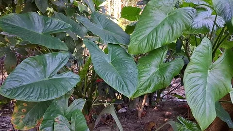 Tropical Plants in Garden Vídeo Stock 331658681