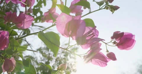 Tropical Plants in Garden. Vacation Time. Green Background Stock Footage 135671663