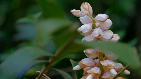 Tropical plants Ginger flower Video stock 108709136