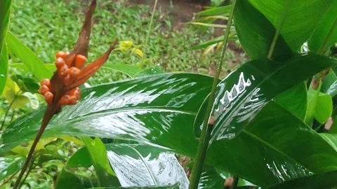 Tropical Plants Hit by Rain Gutter Water Stream in Lush Garden Video stock 329906583