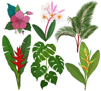 Tropical plants Stock Illustration