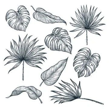 Tropical plants leaf set, isolated on white background. Vector sketch illustr Stock-Illustration