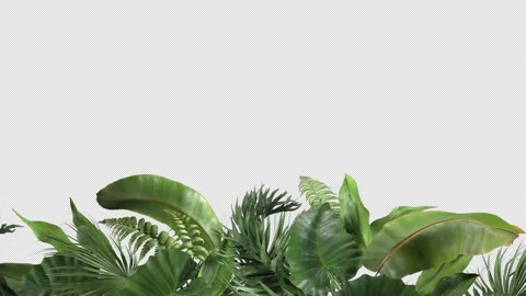 Tropical plants moving in the wind in a loop animation with alpha channel Stock-Footage 156547751