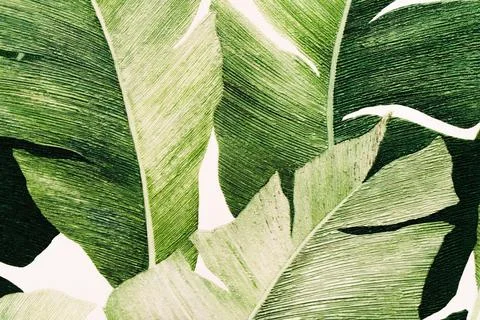 Tropical Plants Pattern Wallpaper Design Stock Illustration