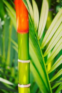Tropical plants Stock Photos