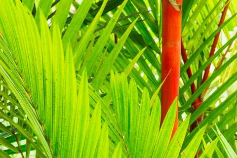 Tropical plants Stock Photos