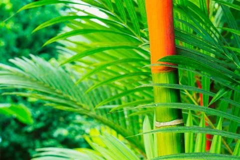 Tropical plants Stock Photos