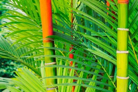 Tropical plants Stock Photos