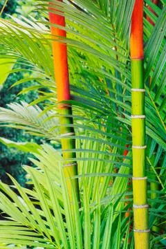Tropical plants Stock Photos