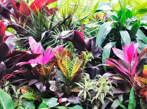Tropical plants Stock Photos