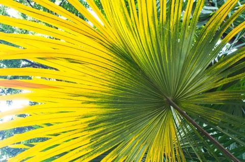 Tropical plants Stock Photos