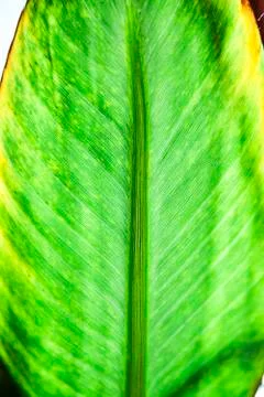 Tropical plants Stock Photos