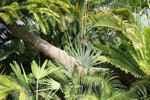 Tropical Plants. Foto stock