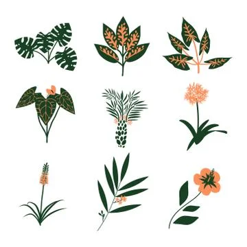 Tropical plants set Stock Illustration