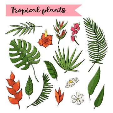 Tropical plants set,collection isolated on a white Stock Illustration