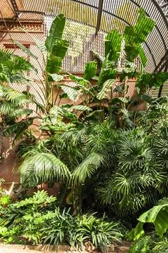 Tropical plants with shadow patterns in botanical greenhouse Stock Photos