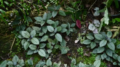 Tropical Plants, Trees, Shrubs, Greenery in Greenhouse, Conservatory, Close-up Video stock 137572863