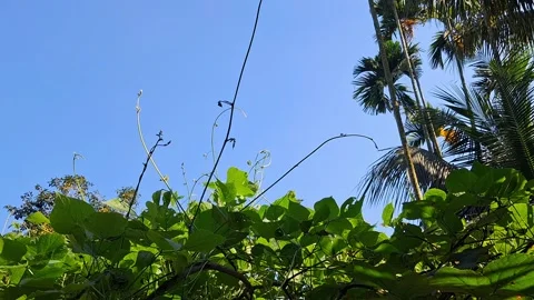 Tropical Plants Under Blue Sky Vídeo Stock 331658680