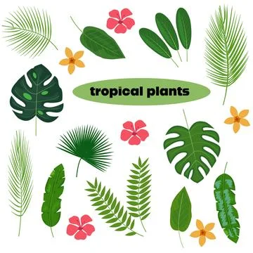 Tropical plants vector set Stock Illustration