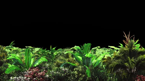 Tropical plants in the wind.With alpha c... | Stock Video | Pond5