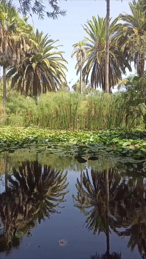 Tropical Pond and Palm Tree Reflection in Bouknadel Gardens Morocco Stock Footage 343688996