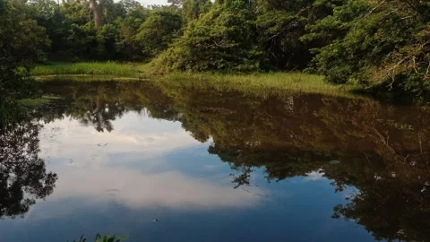 Tropical pond reflecting green forest trees and blue sky in jungle 库存影片 340546519